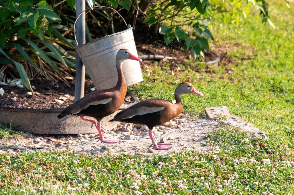 Black-bellied Whistling-Duck