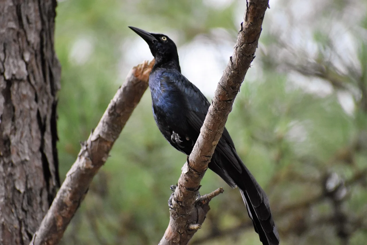 Great-tailed Grackle Great-tailed Grackle