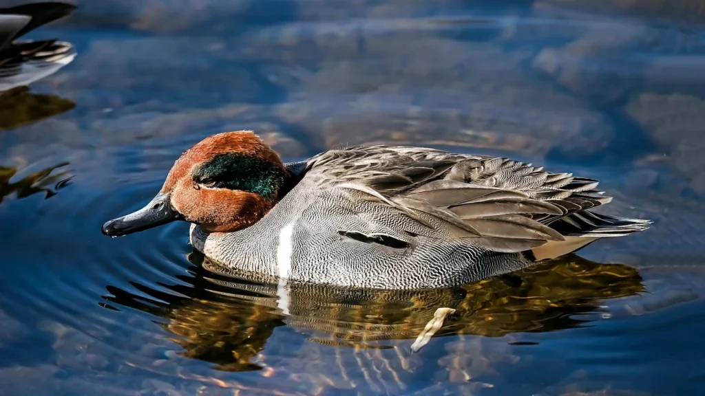 Green-winged Teal