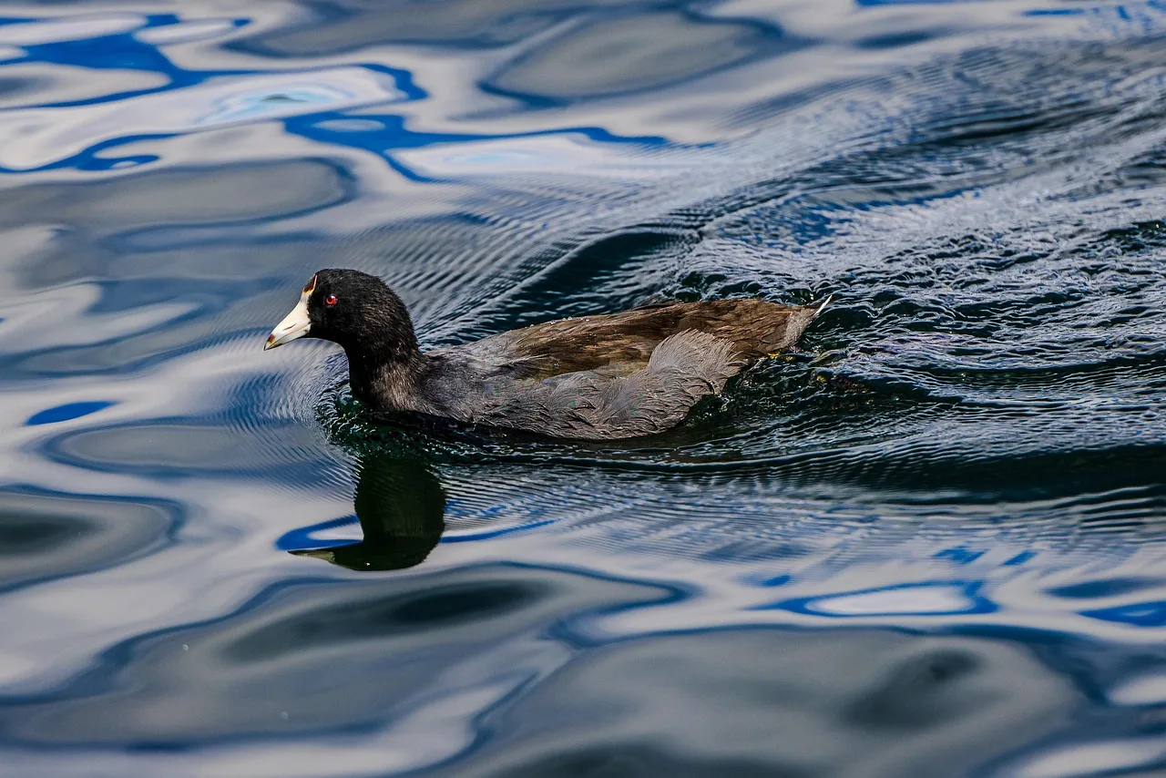 Mallard Mallard
