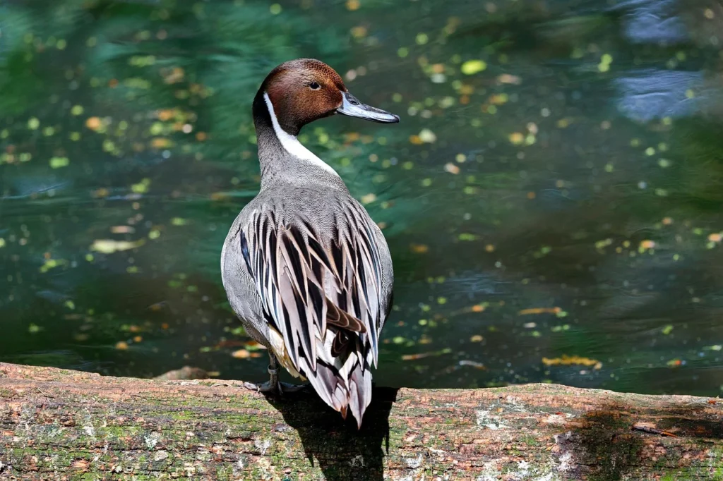 Northern Pintail
