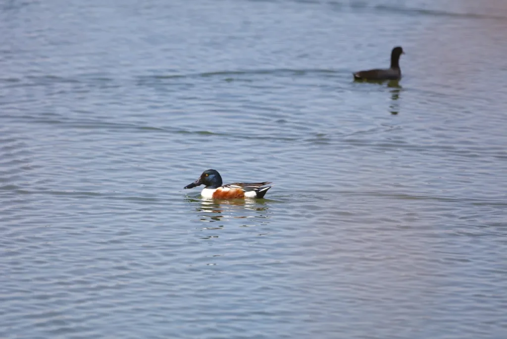 Northern Shoveler