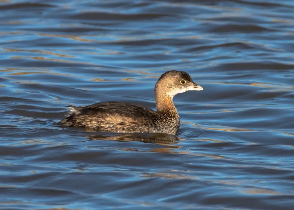 Pied-billed Grebe
