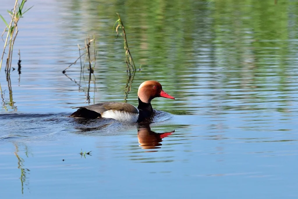 Redhead Duck