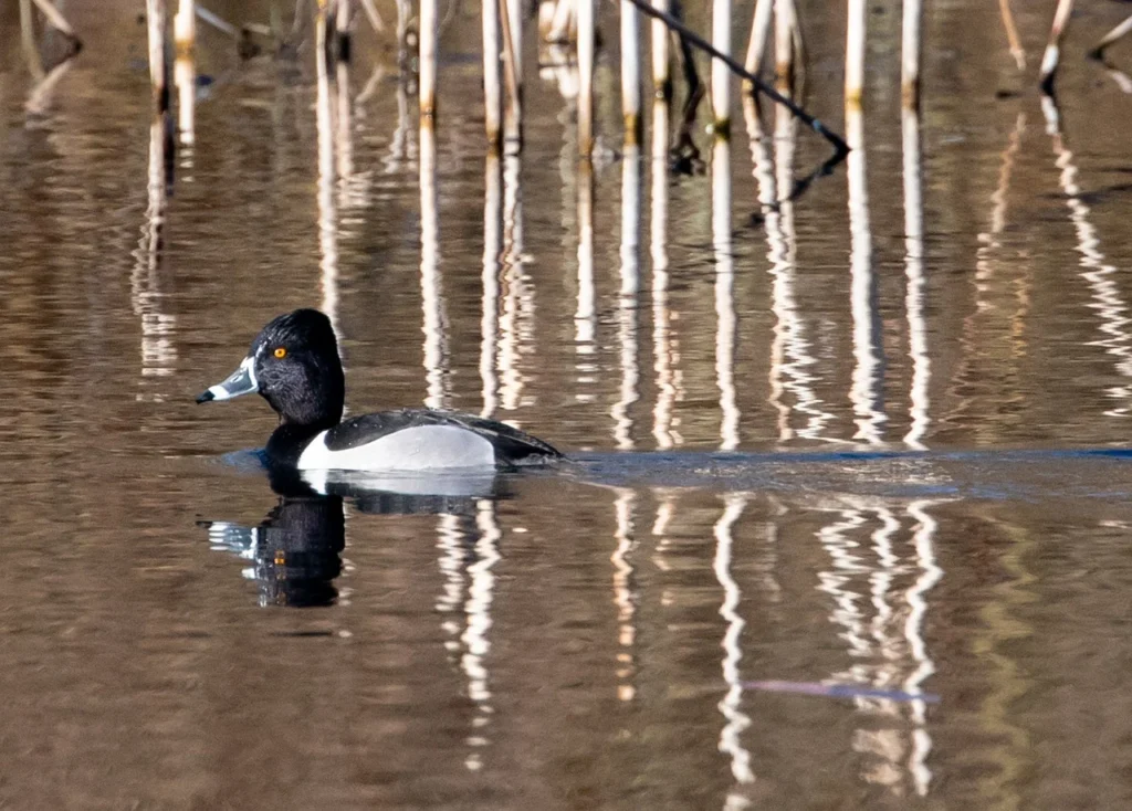 Ring-necked Duck
