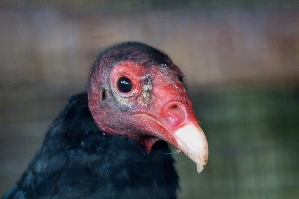 Turkey Vulture