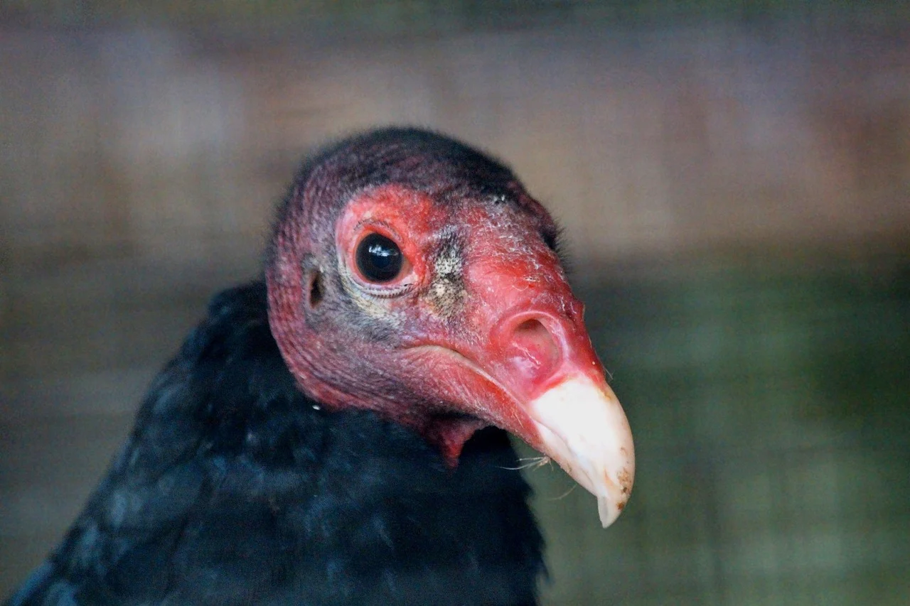 Turkey Vulture Turkey Vulture