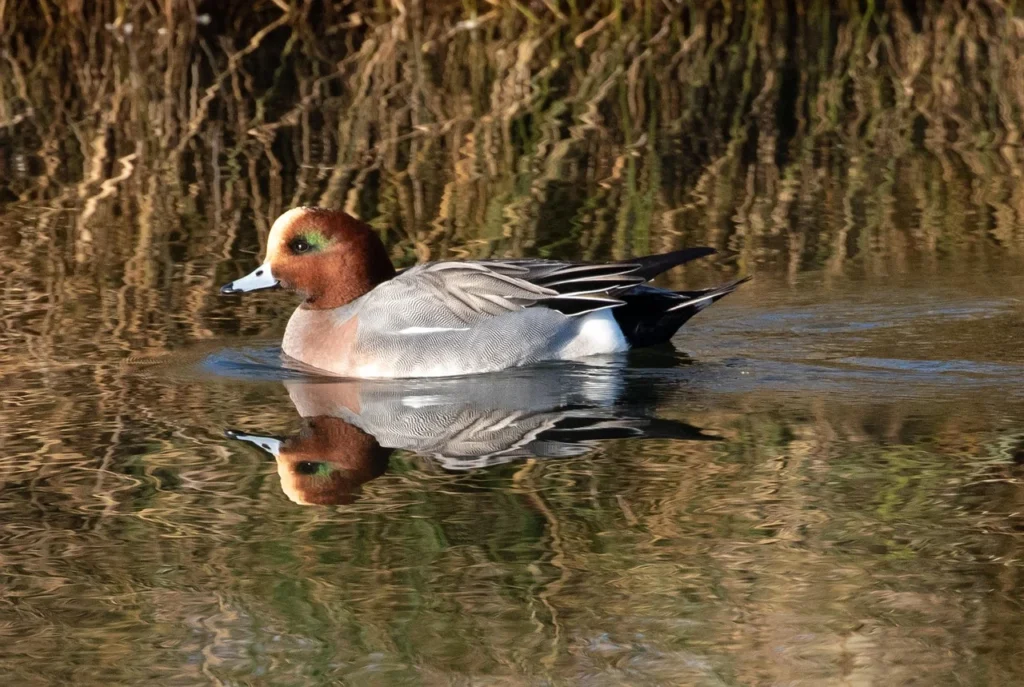 American Wigeon