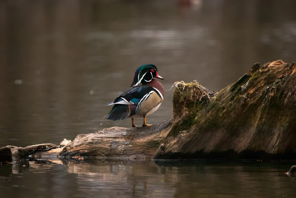 Wood Duck