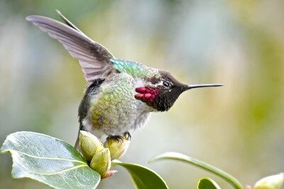 Anna’s Hummingbird