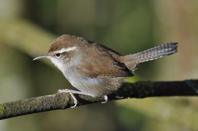 Bewick’s Wren