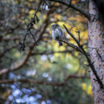 Birds That Sing at Night in California