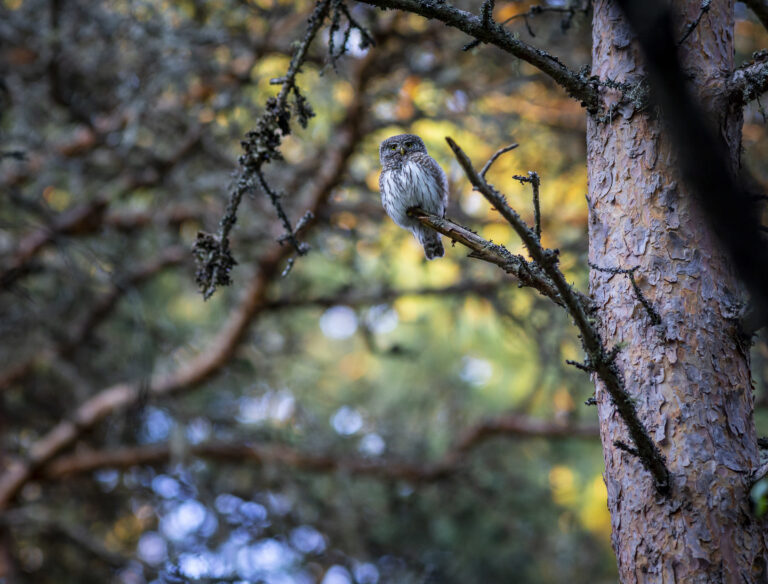 12 Birds That Sing at Night in California