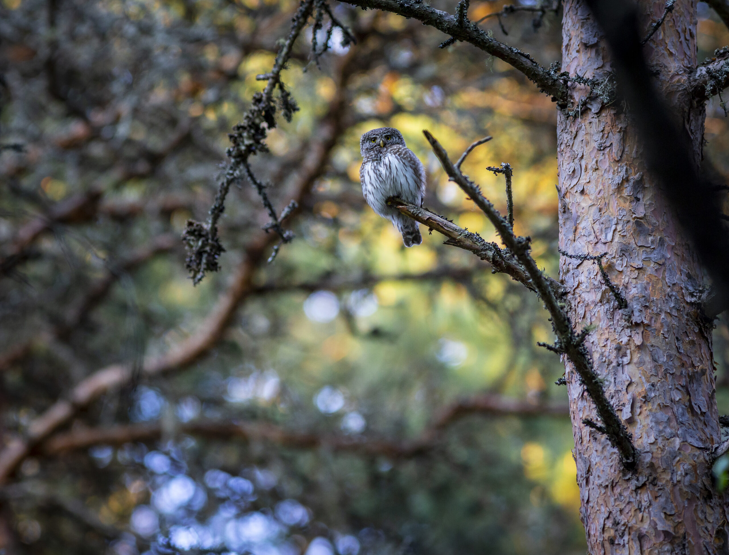 Birds That Sing at Night in California