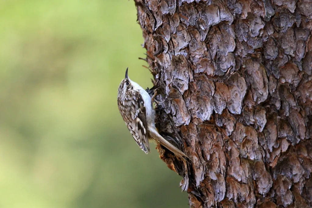 Brown Creeper 