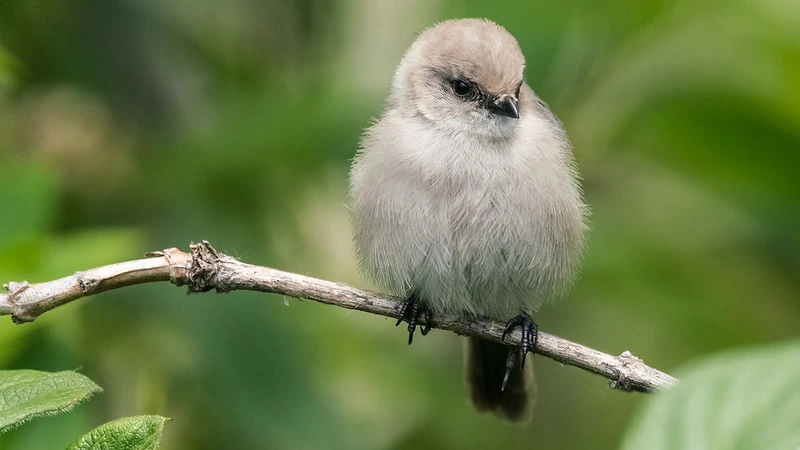Bushtit