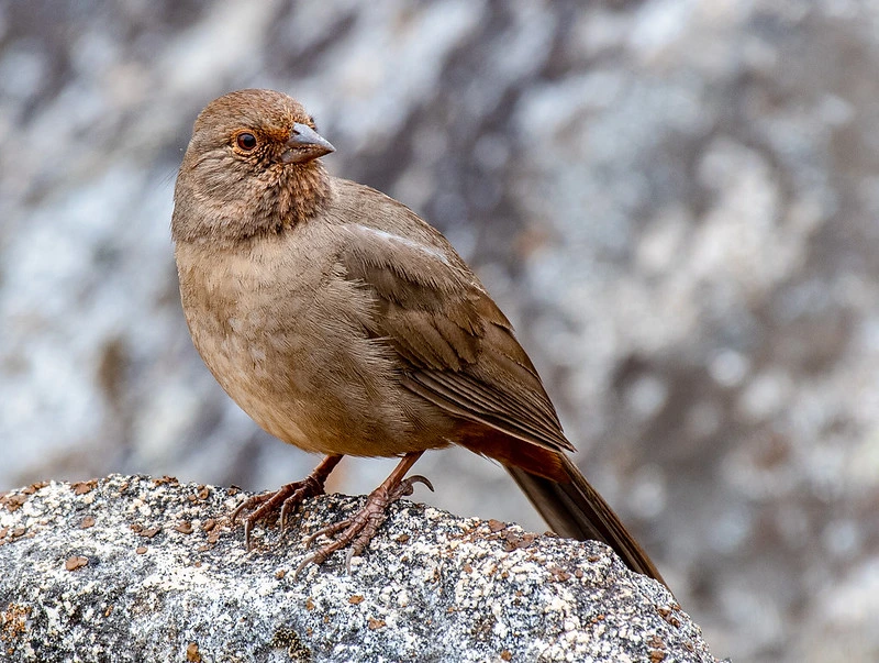 California Towhee