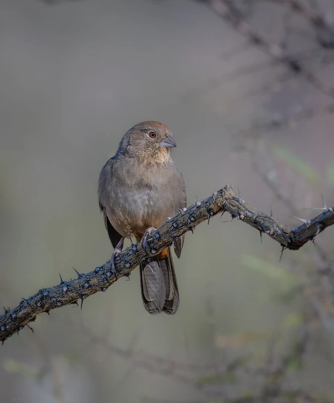 Canyon Towhee