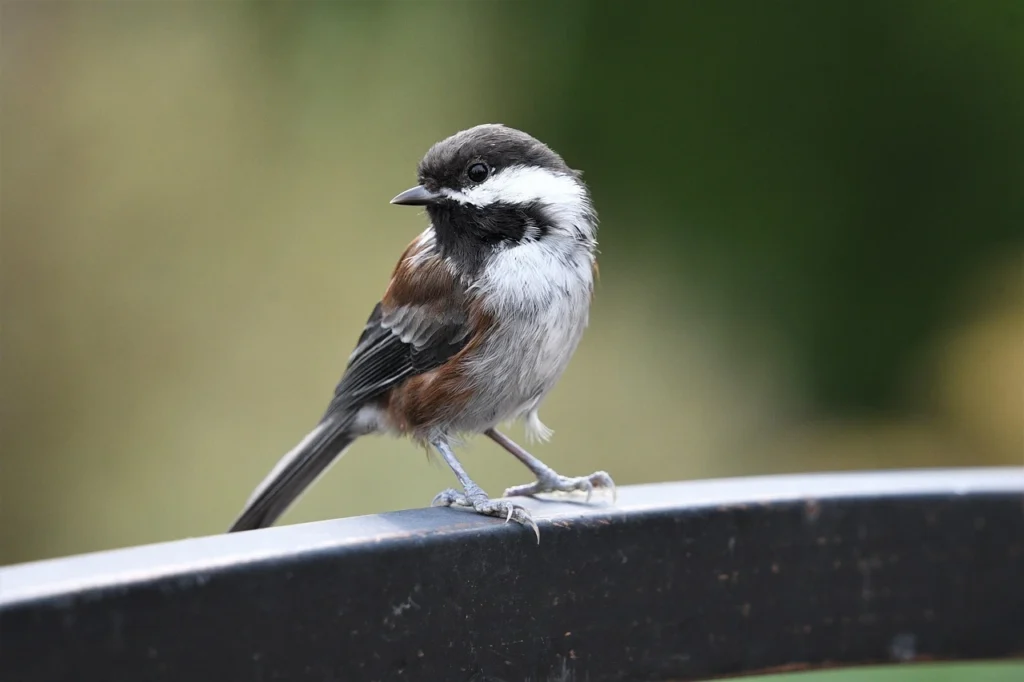 Chestnut-backed Chickadee