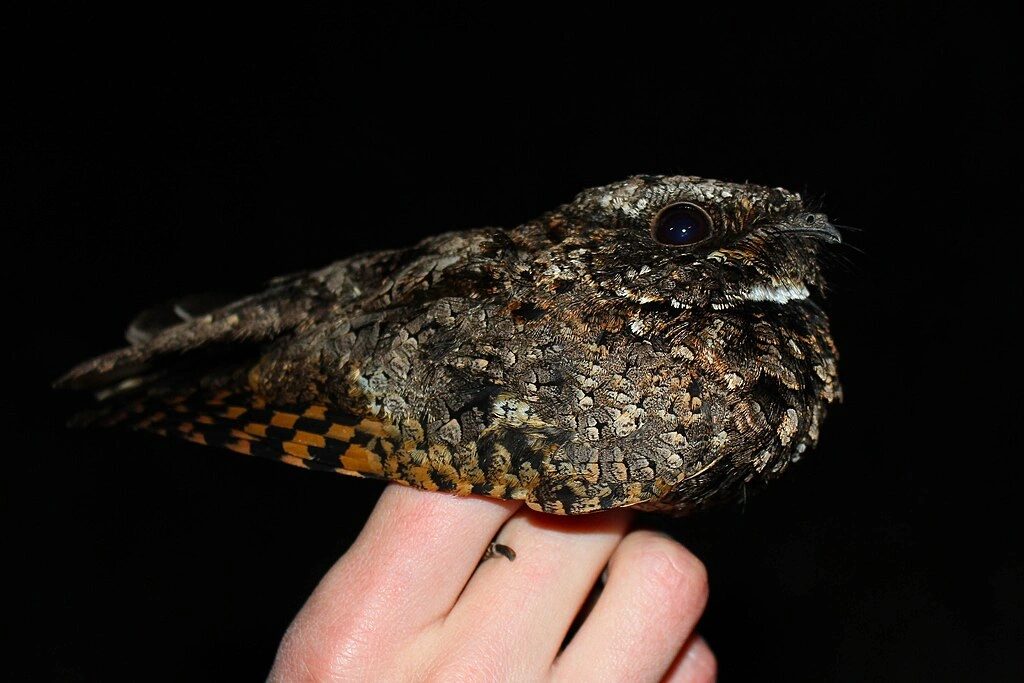 Common Poorwill
