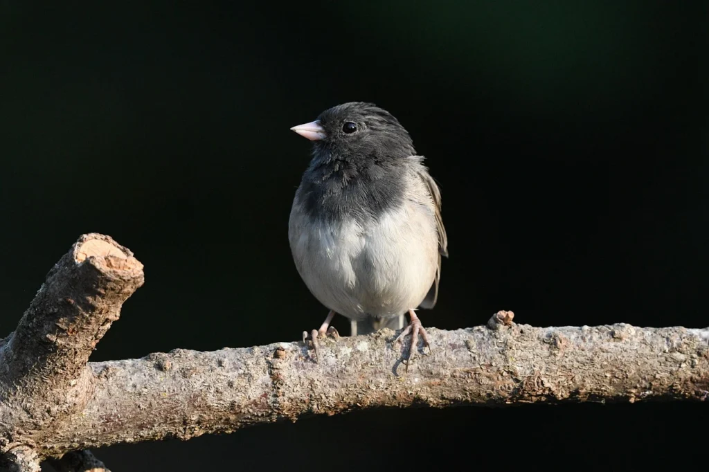 Dark-eyed Junco
