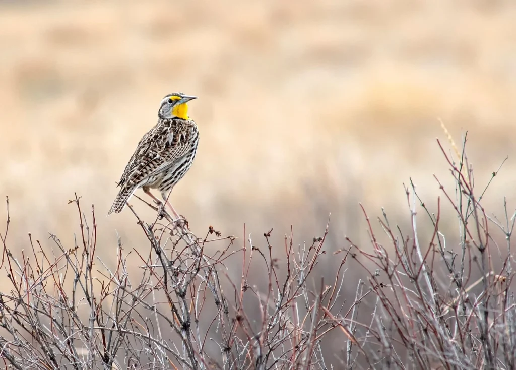 Eastern Meadowlark