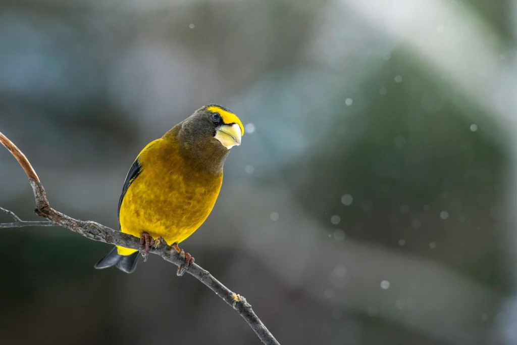 Evening Grosbeak