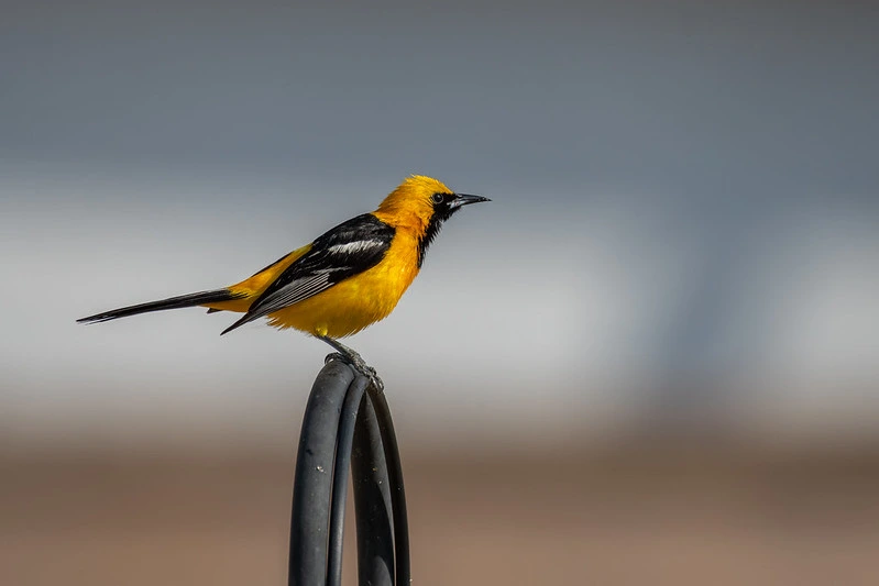 Hooded Oriole