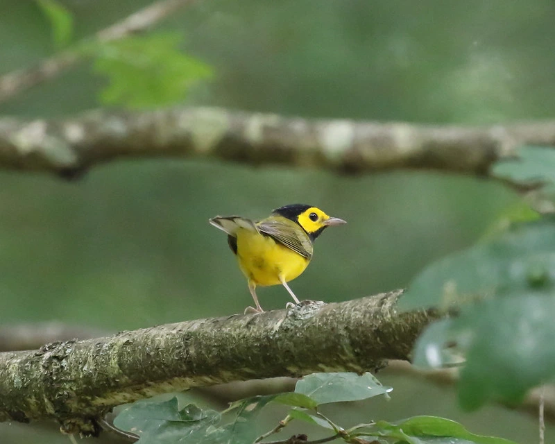 Hooded Warbler