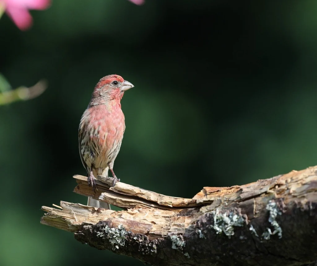 House Finches