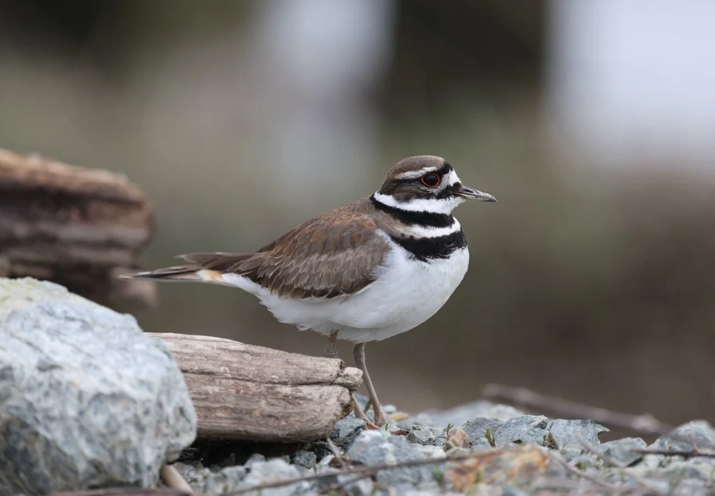 Killdeer