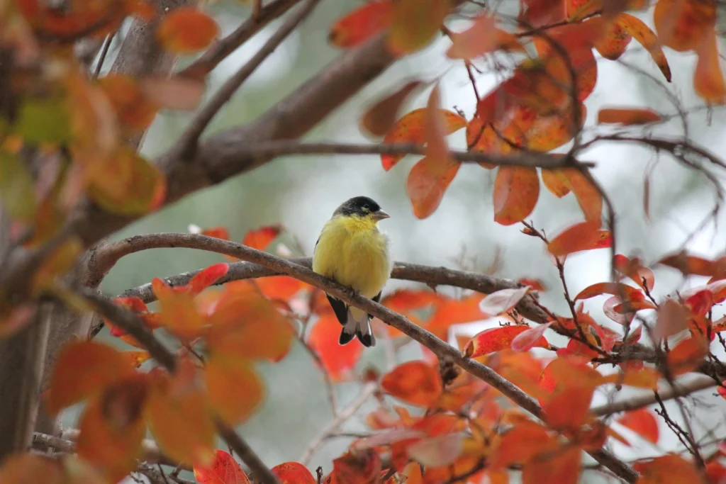 Lesser Goldfinch