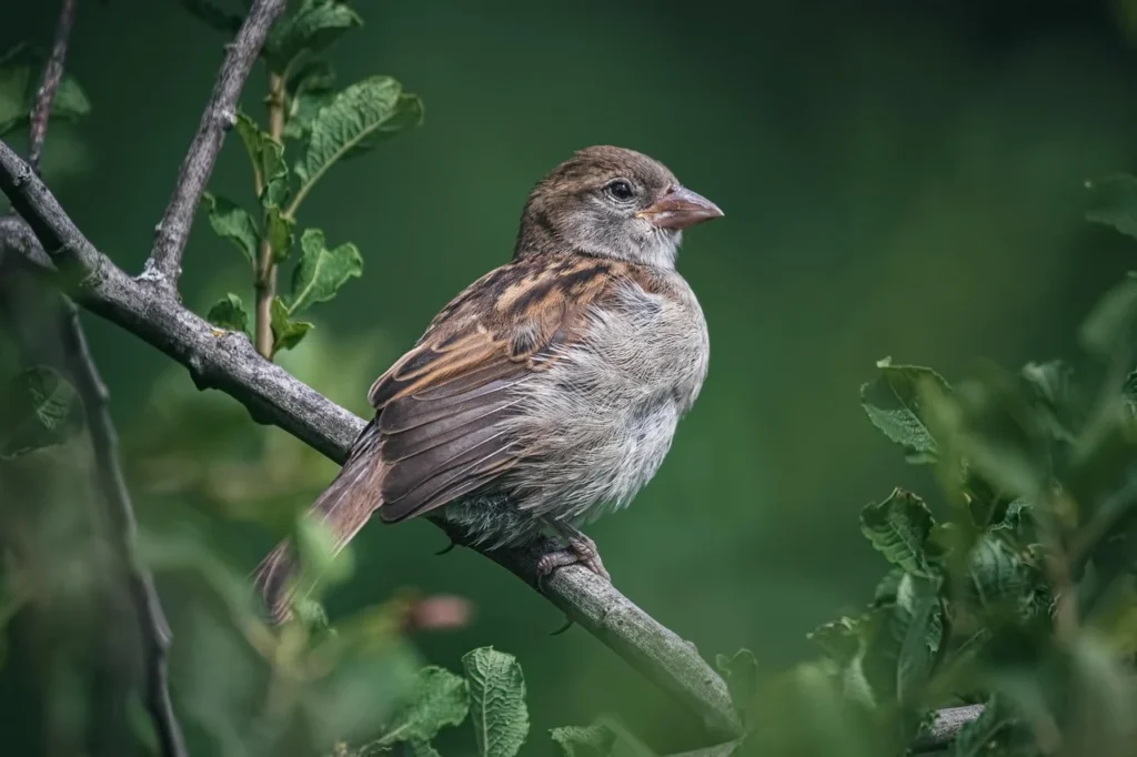 Lincoln’s Sparrow
