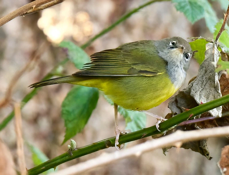 MacGillivray’s Warbler