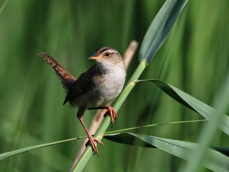 Marsh Wren