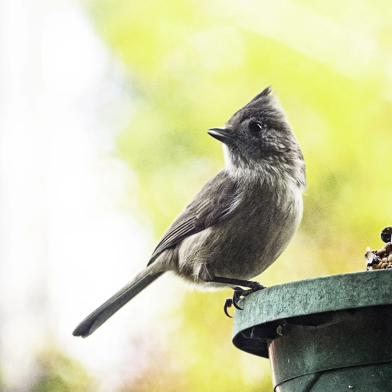 Oak Titmouse