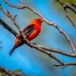 Orange Birds in Arizona
