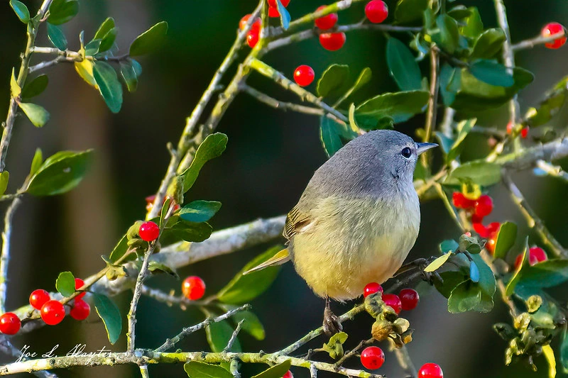 Orange-crowned Warbler