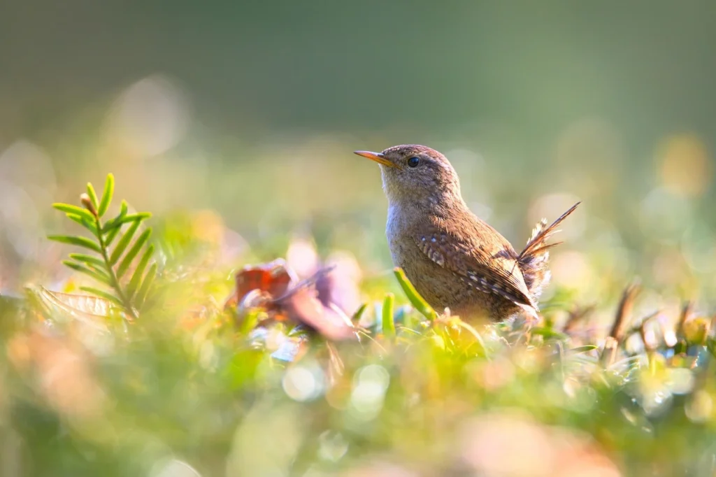 Pacific Wren