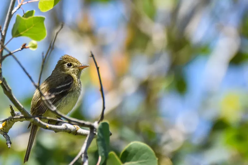 Pacific-slope Flycatcher
