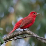 Red Birds in California