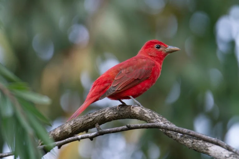 14 Red Birds in California