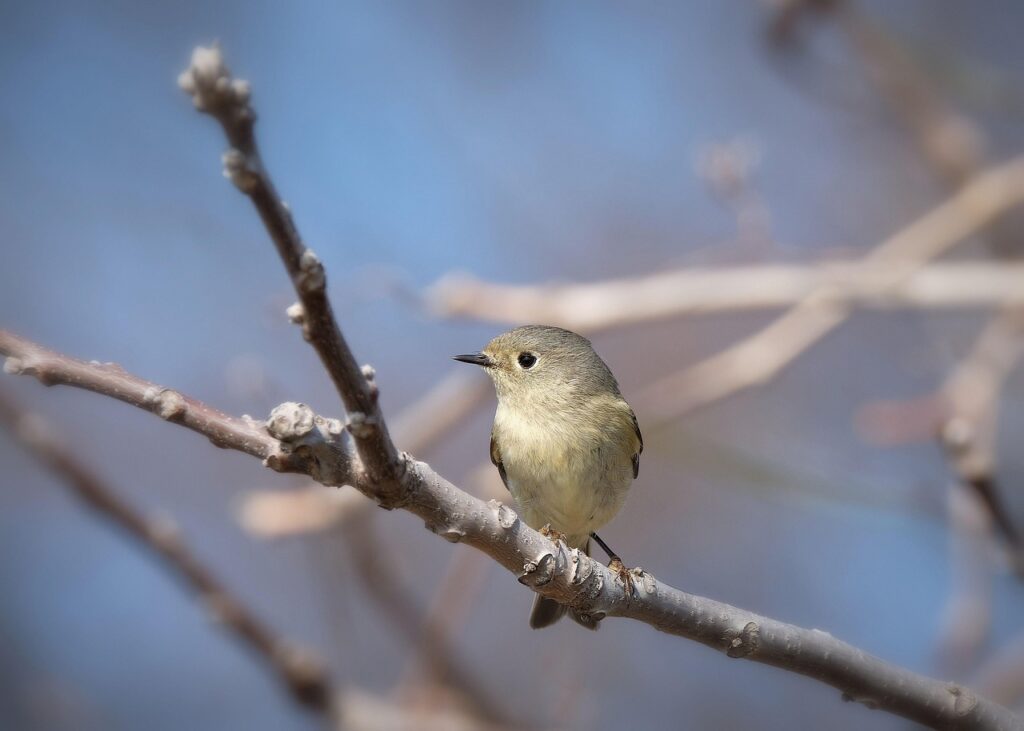 Ruby-crowned Kinglet