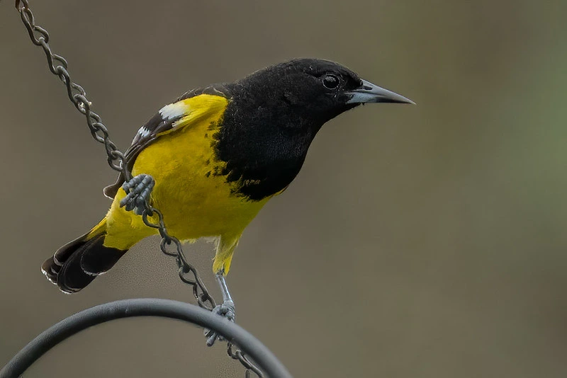 Scott’s Oriole