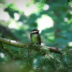 Small Birds in Northern California 