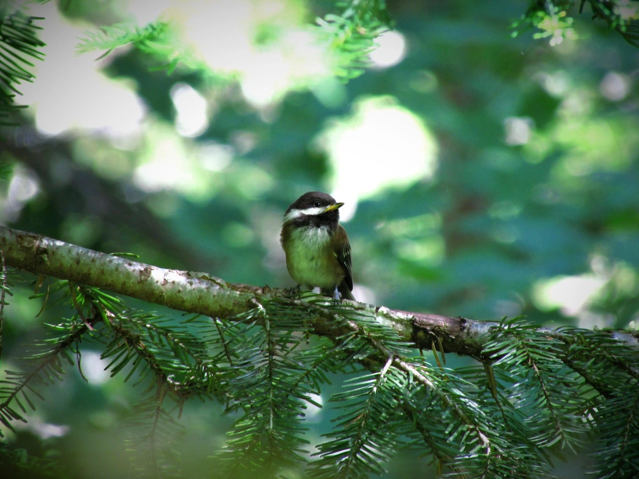 Small Birds in Northern California