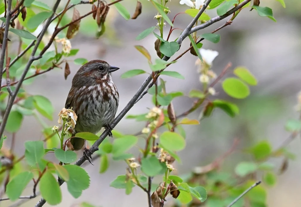 Song Sparrow