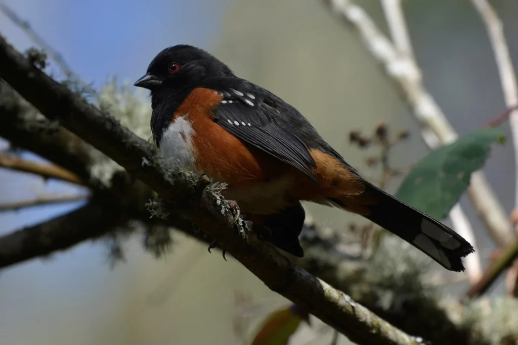 Spotted Towhee