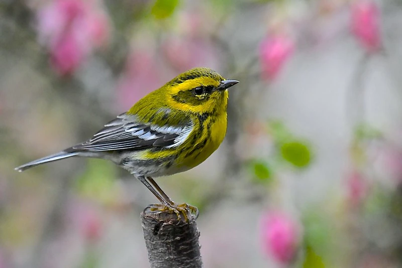 Townsend’s Warbler