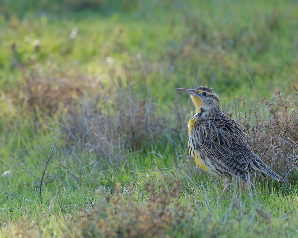 Western Meadowlark
